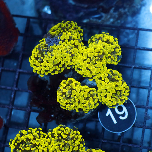 Hammer Branching metallic splatter