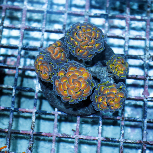 Hammer Hologram branching