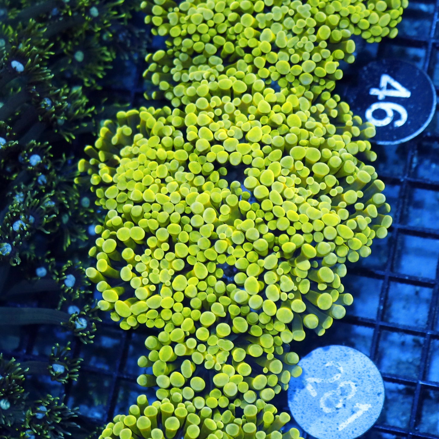 Hammer Yellow B281
