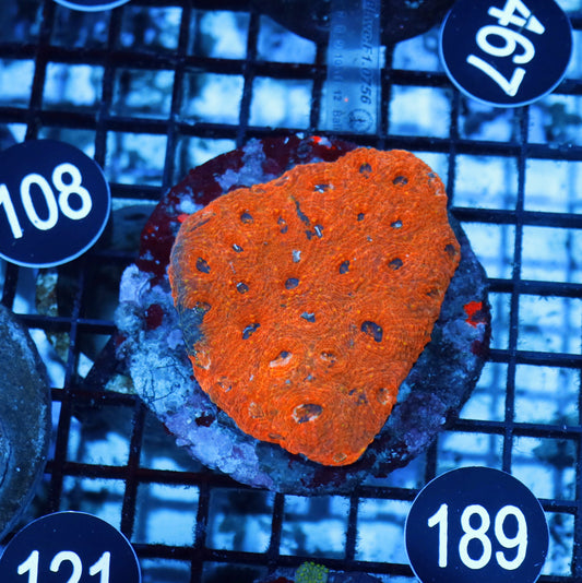 Acan echinata  BK189