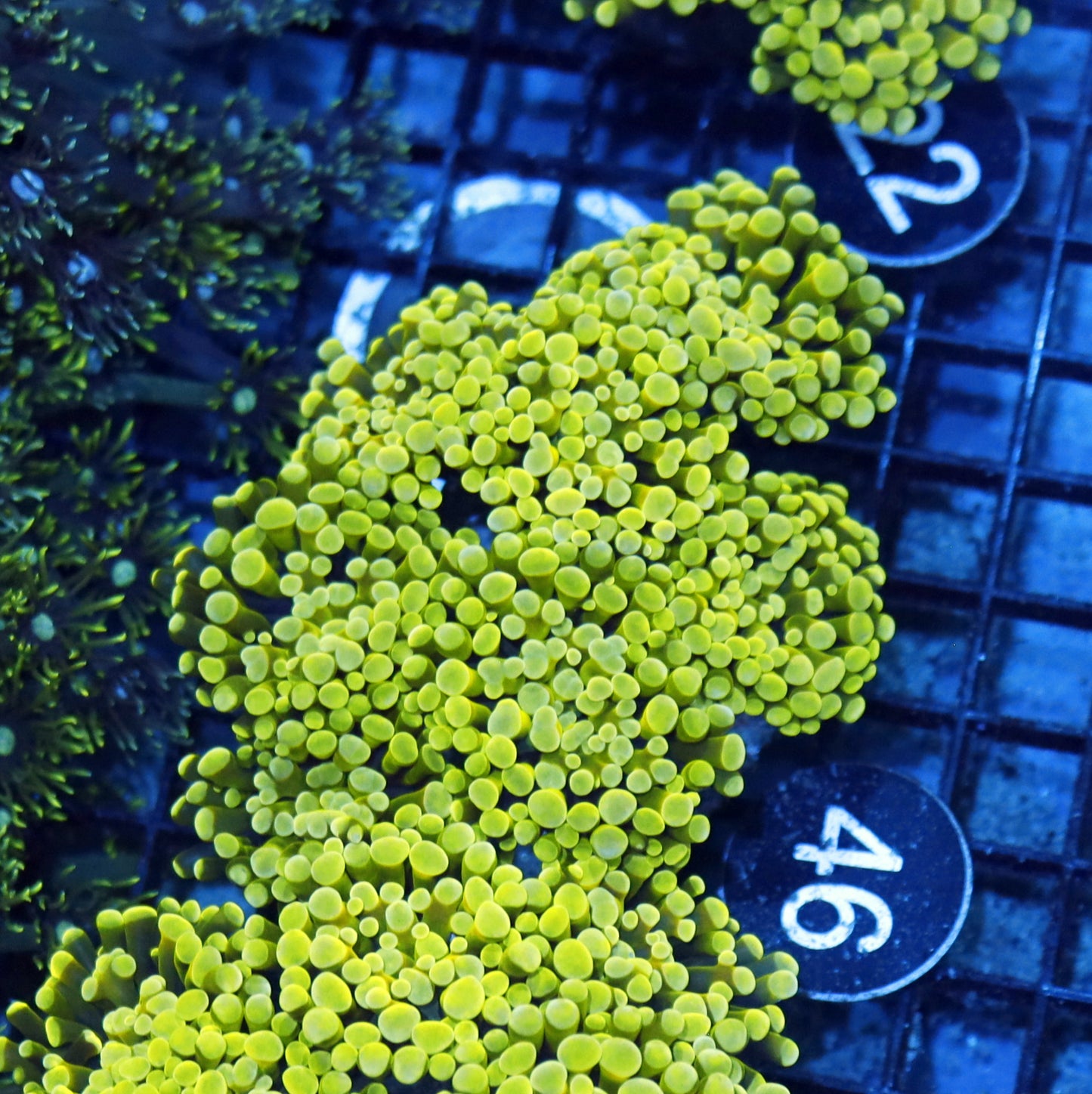 Hammer yellow BK46