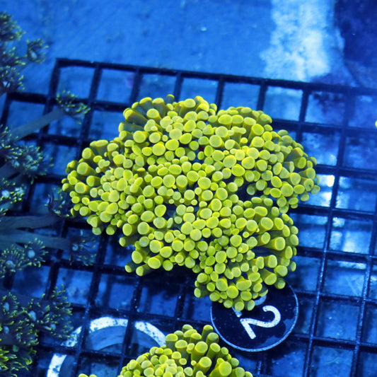 Hammer yellow BK22
