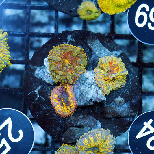 Mushroom ricordea rock rainbow metallic BK124