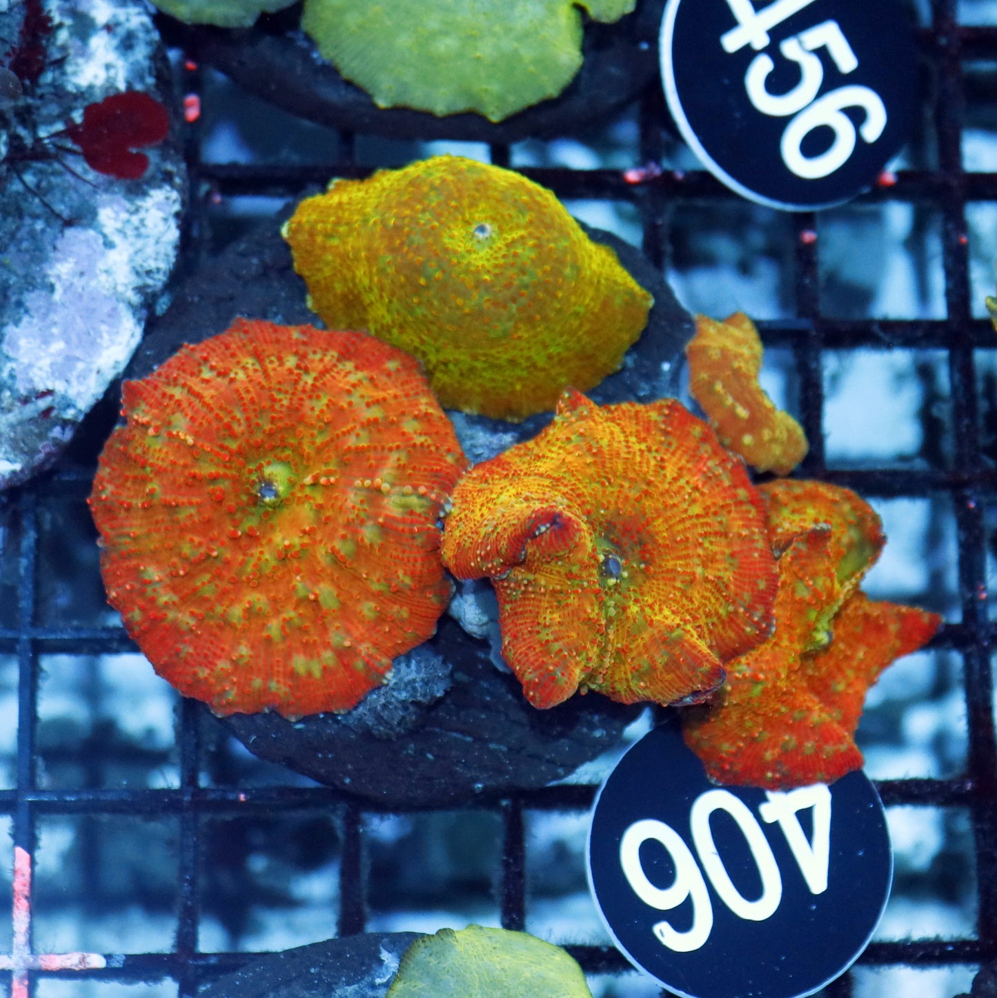 Mushroom Discosoma ultra Orange metallic BK406