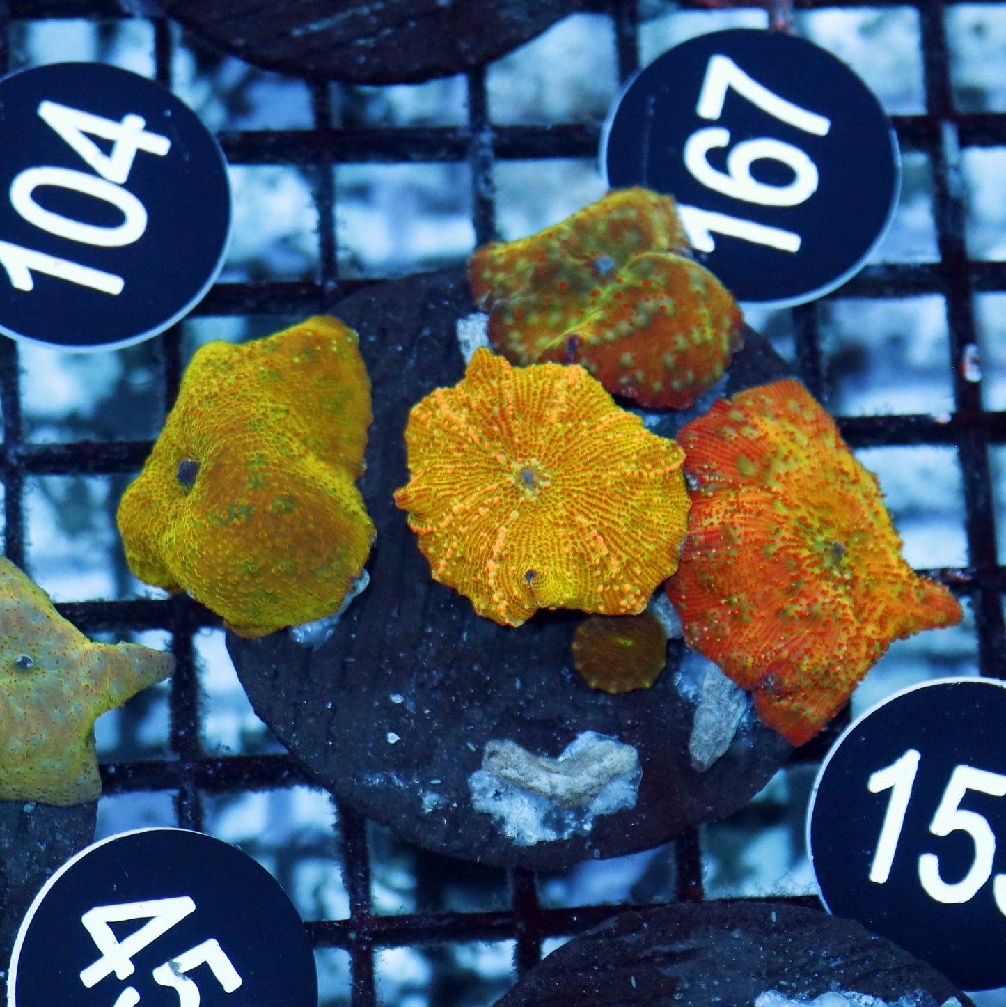 Mushroom Discosoma ultra Orange metallic BK153