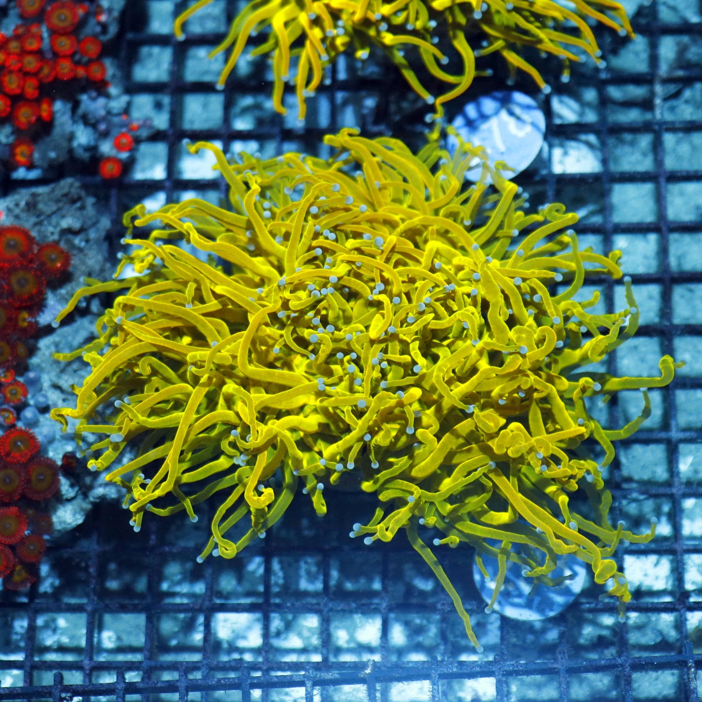 Torch Holy Grail B298