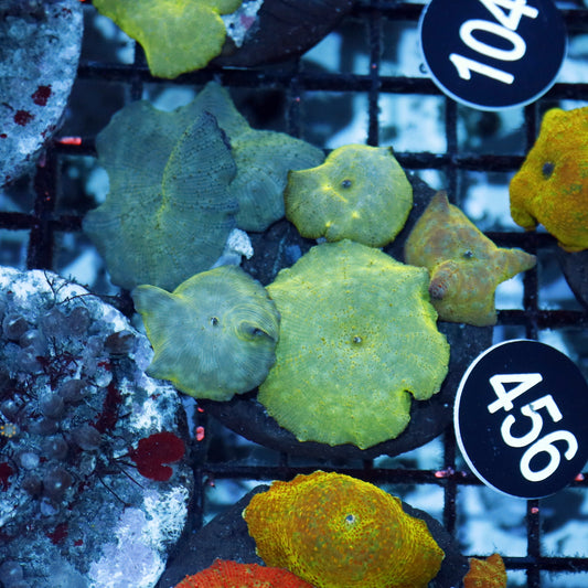 Mushroom blue metallic Bk456