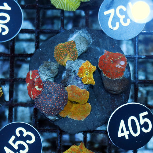 Mushroom Discosoma combo BK405