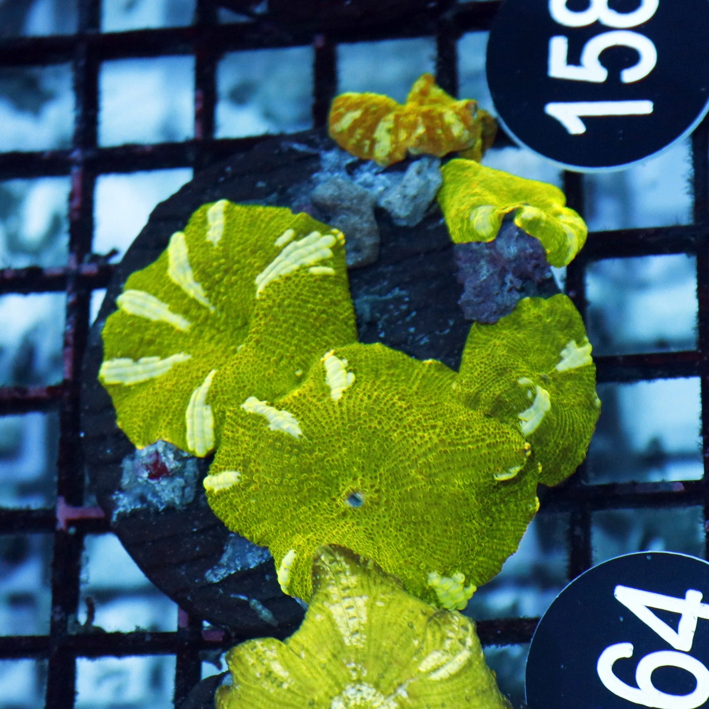 Mushroom watermelon BK464