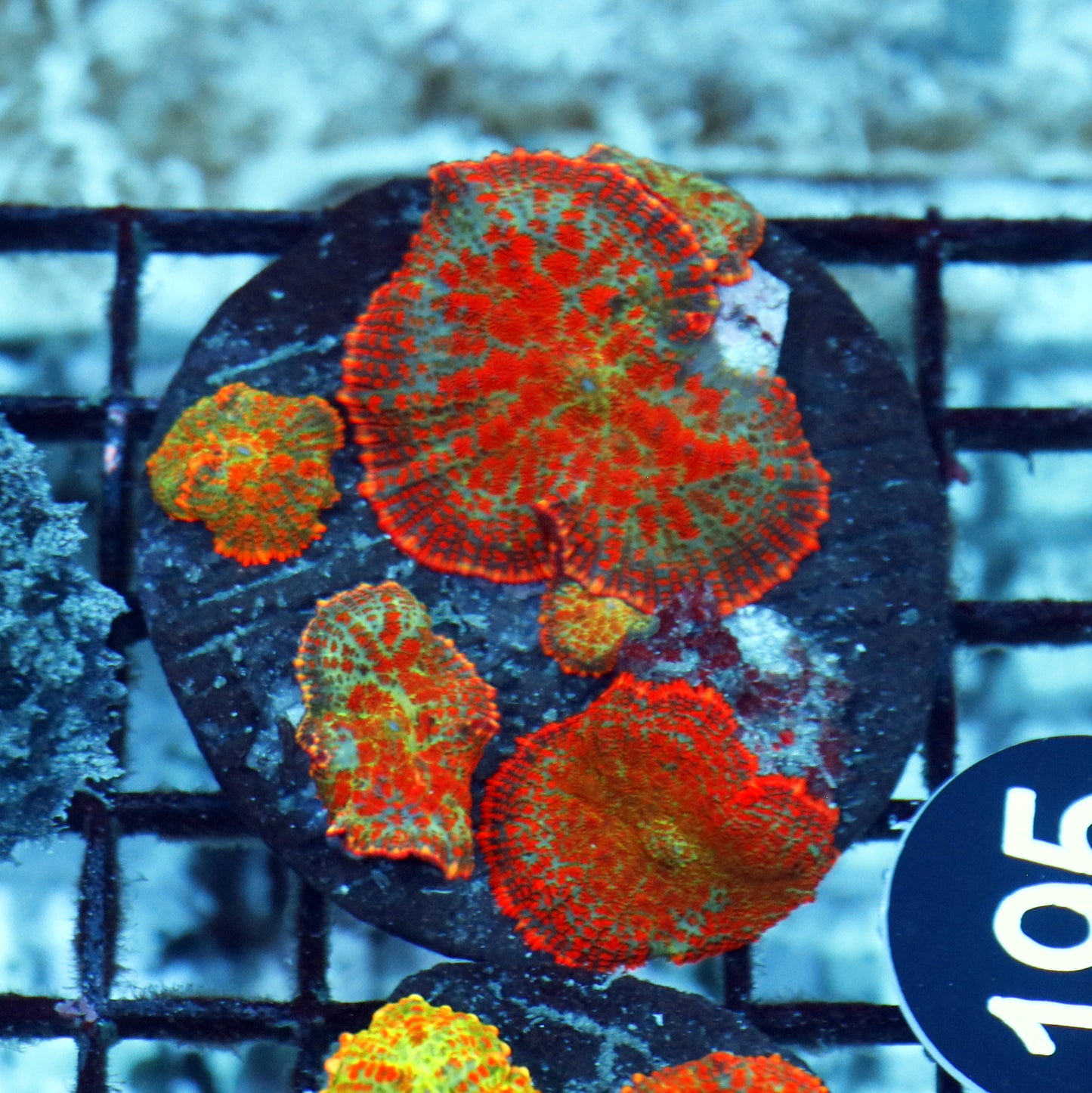 Mushroom rhodactis  BK195