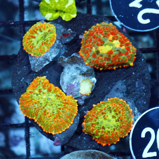 Mushroom rhodactis  BK266