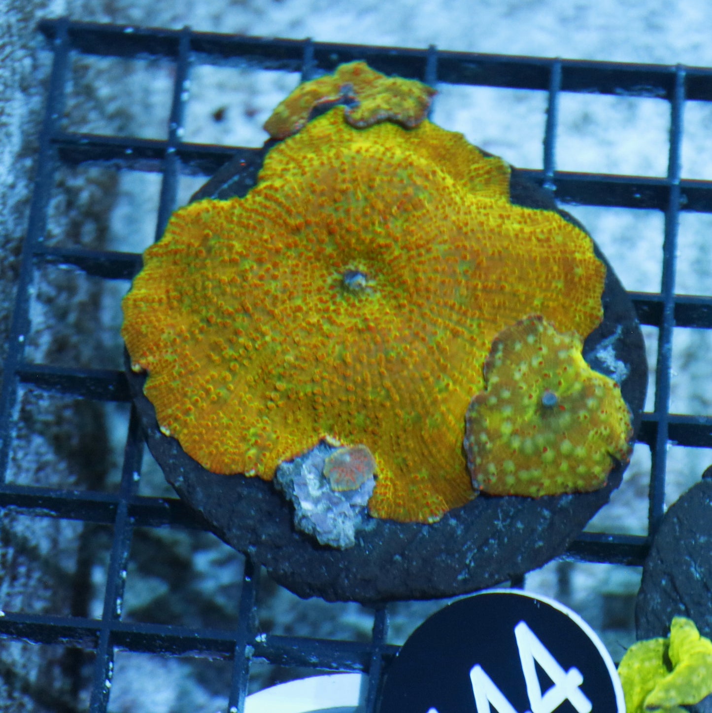Mushroom Discosoma ultra metallic BK444
