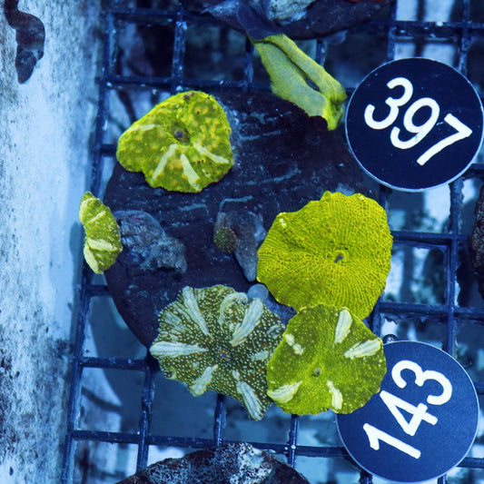 Mushroom watermelon Bk143