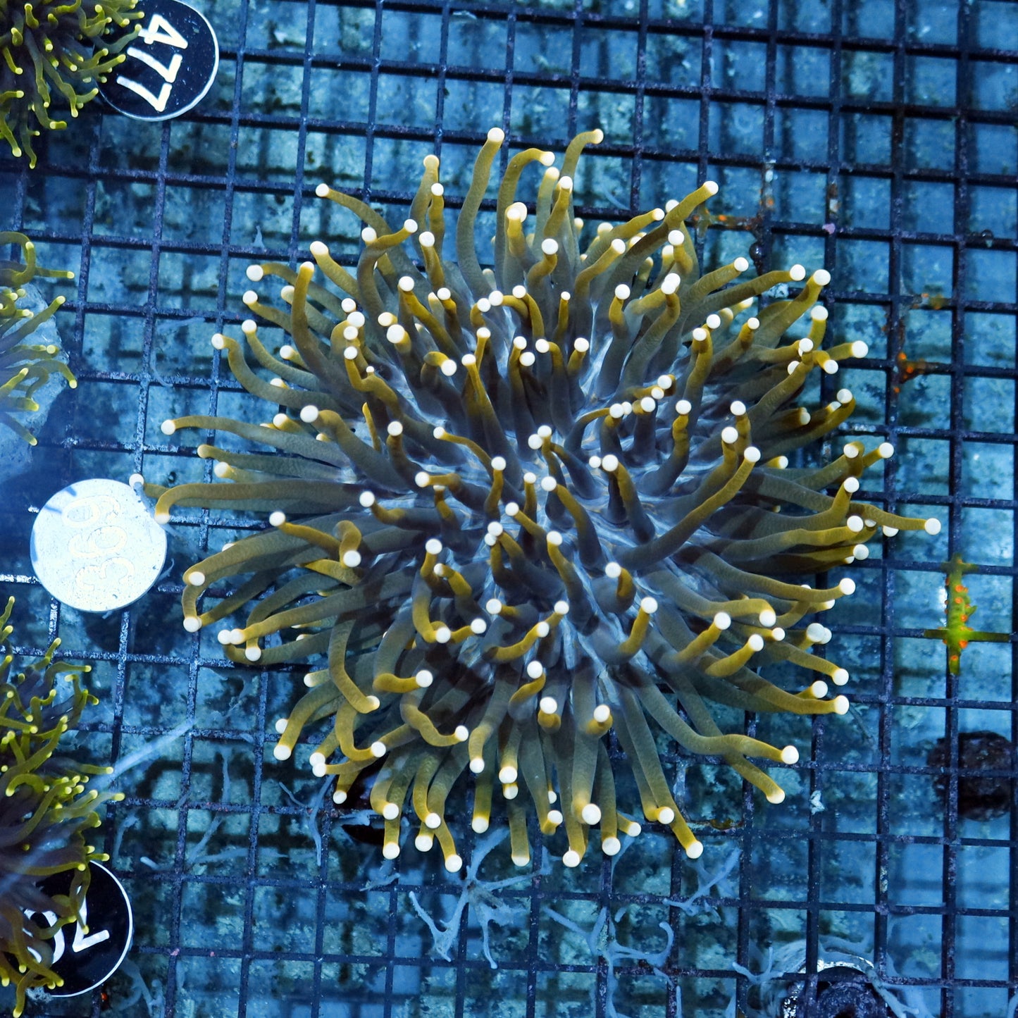 Plate long tentacle large