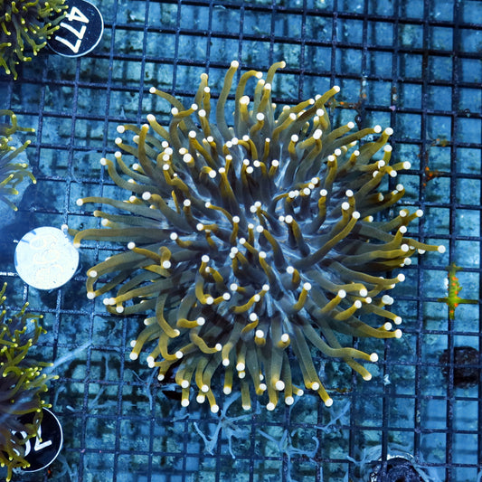 Plate long tentacle large