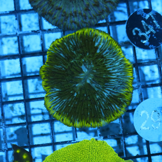 Plate coral Metallic green rim B297