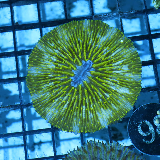 Plate coral Metallic green BK98