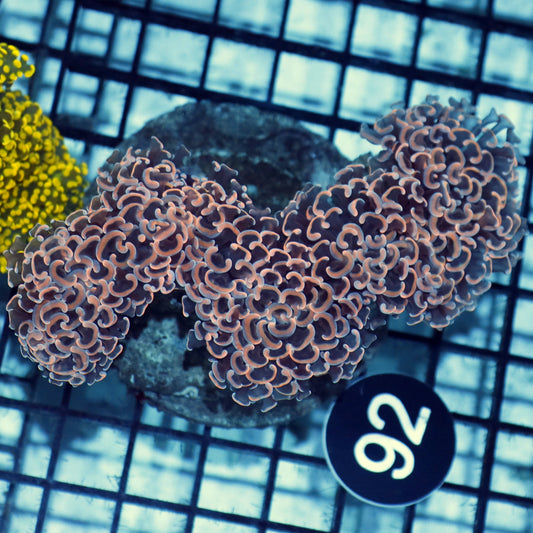 Hammer wall orange  BK92