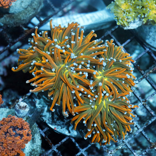 Holy Grail Variant A