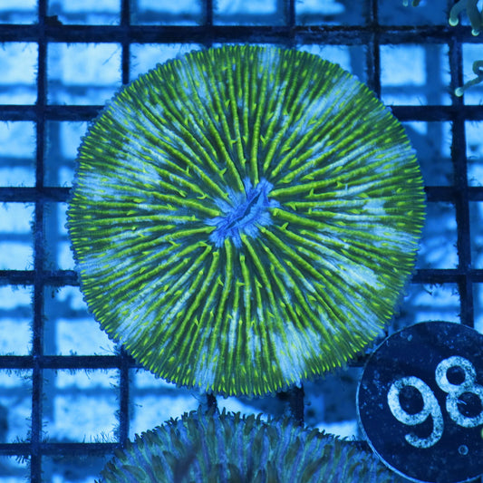 Plate green pinwheel BK98