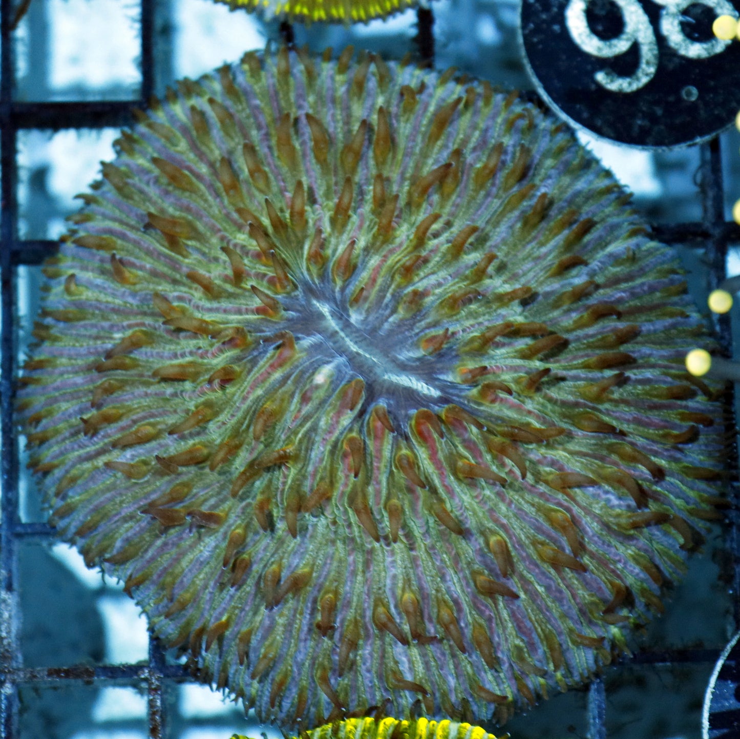 Plate Green Red tips