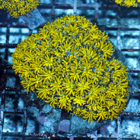 Galaxea Metallic Green