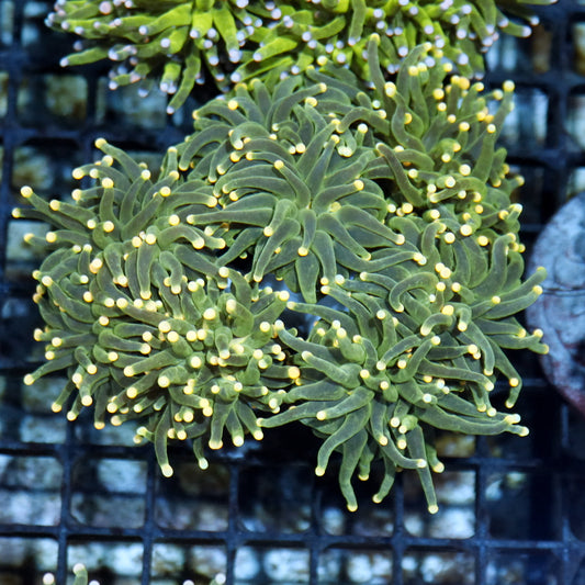 Torch metallic green yellow tips