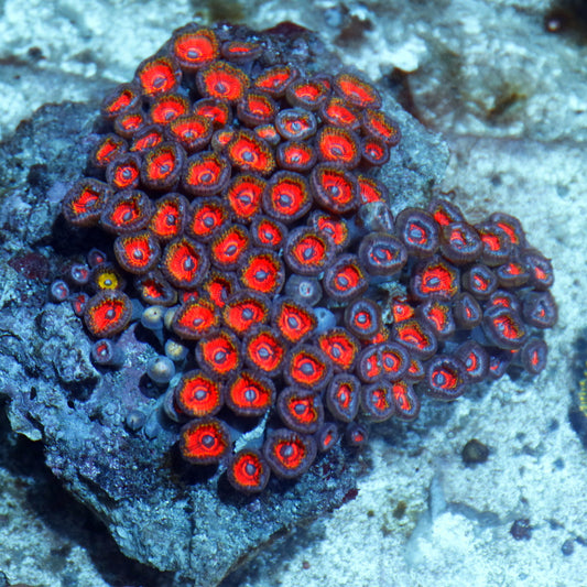 zoanthids