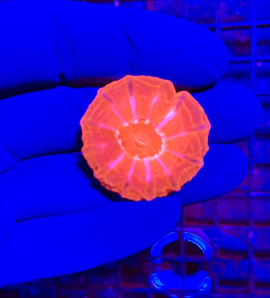 Medium Ultra Cynarina