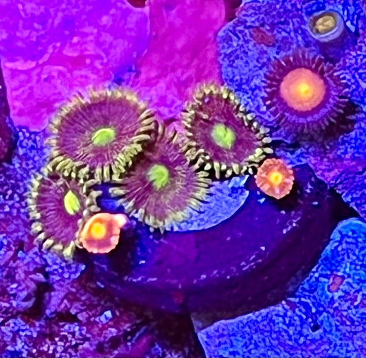 Coral Frag