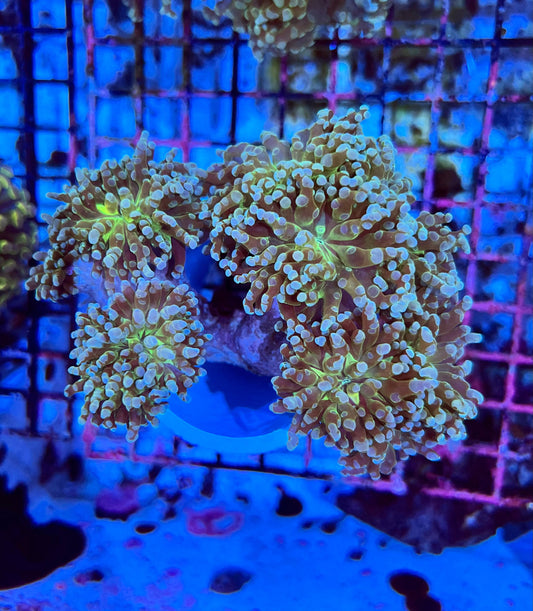 Branching Colony Frogspawn