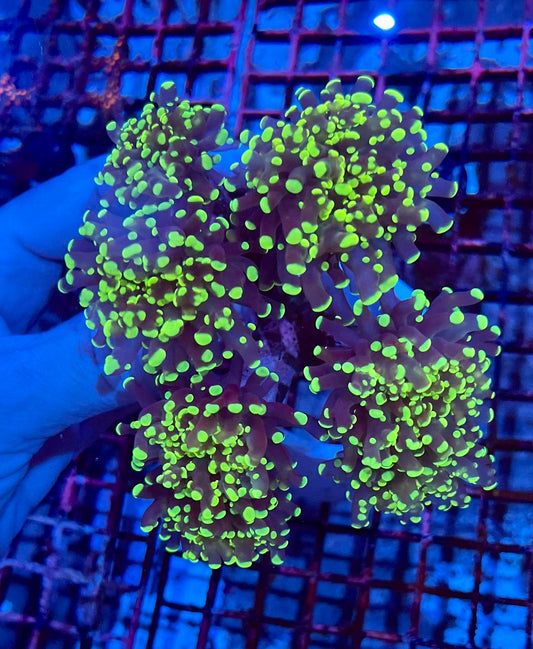 Branching Colony Frogspawn