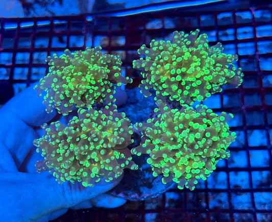 Branching Colony Frogspawn