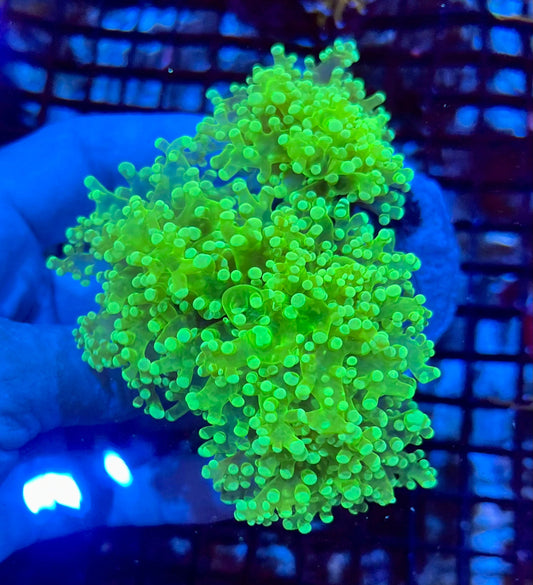 Branching Colony Frogspawn