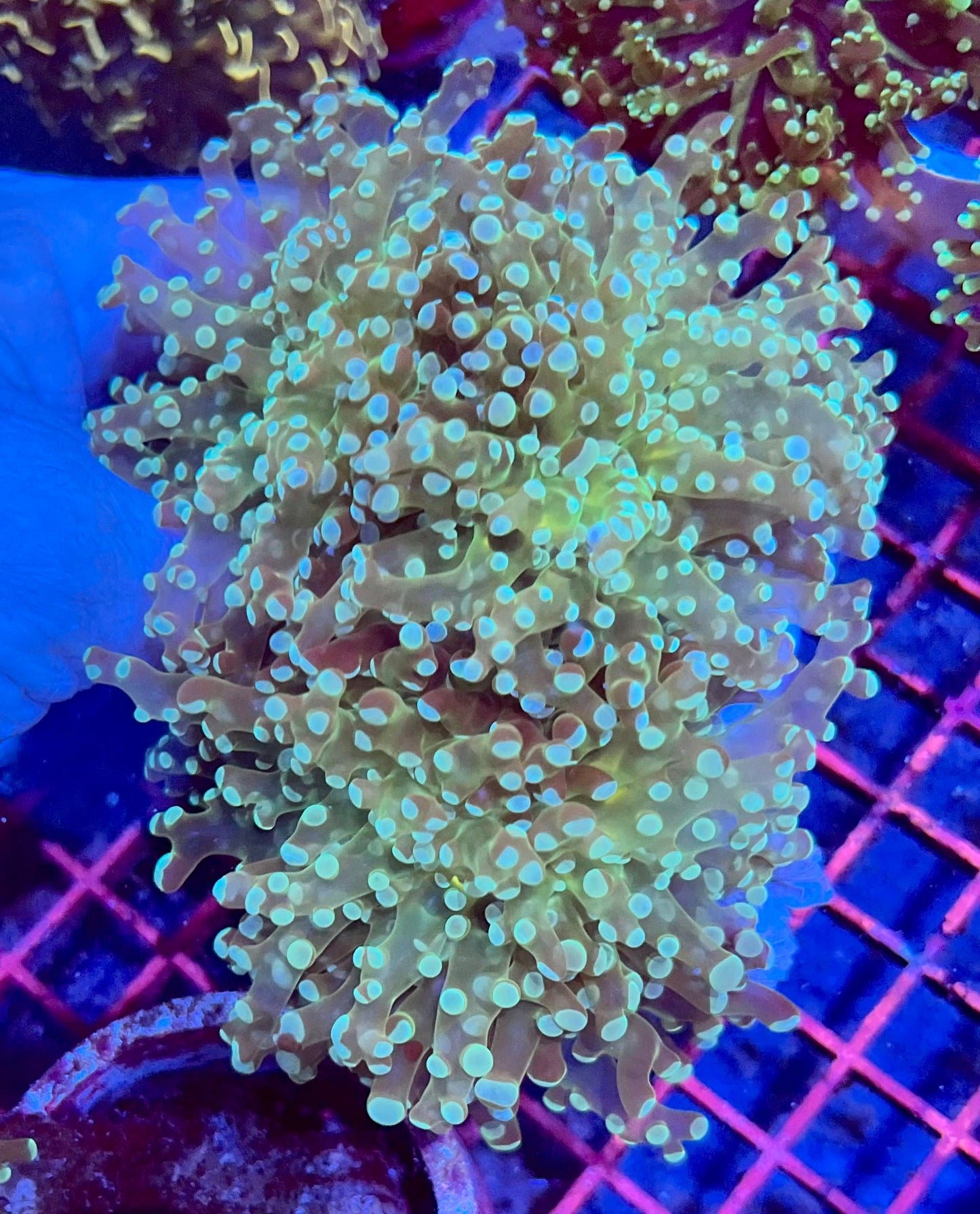 Branching Colony Frogspawn