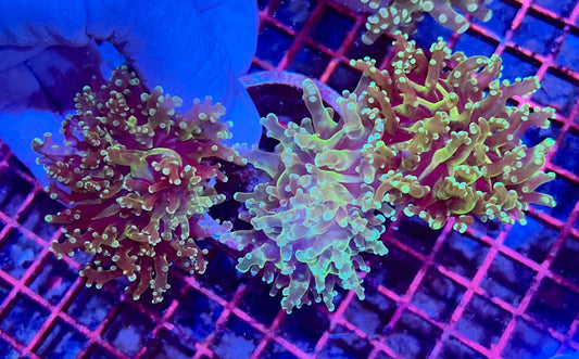 Branching Colony Frogspawn