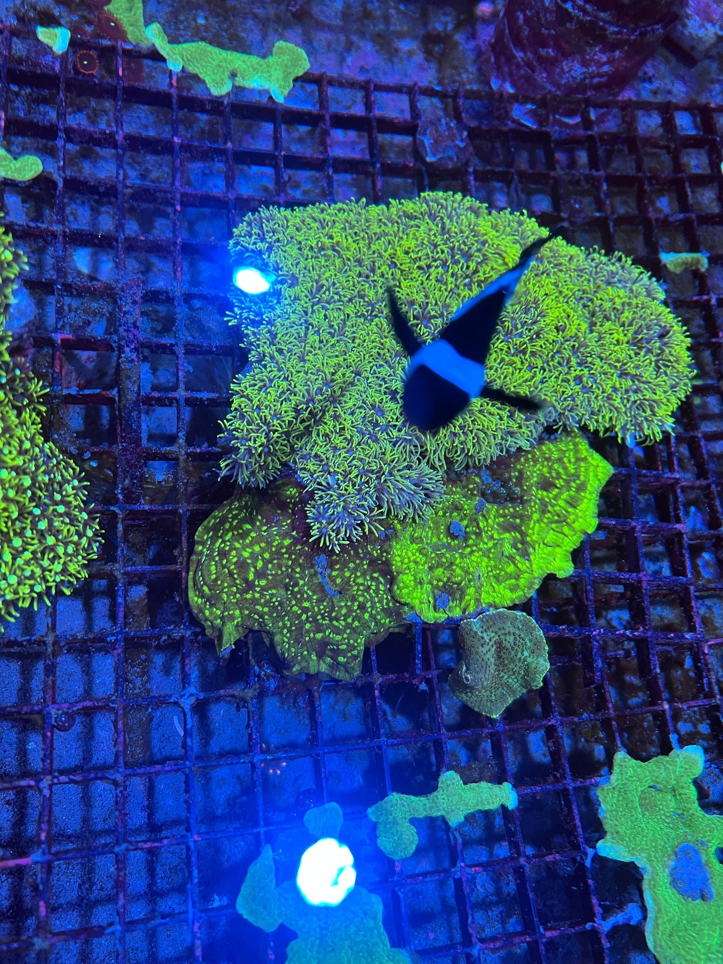 Large Green Star Polyps