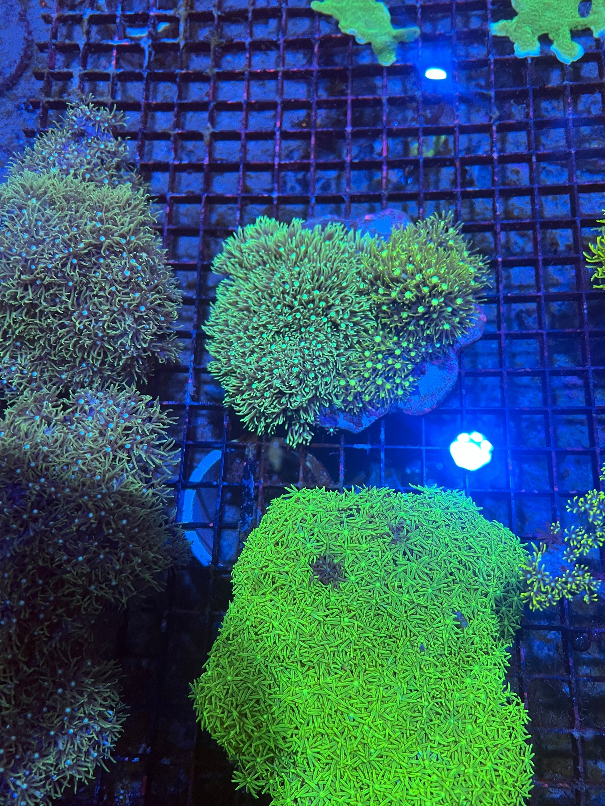 Large Green Star Polyps