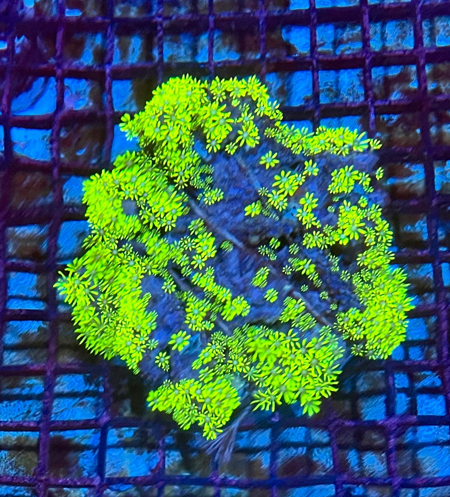 Large Green Star Polyps