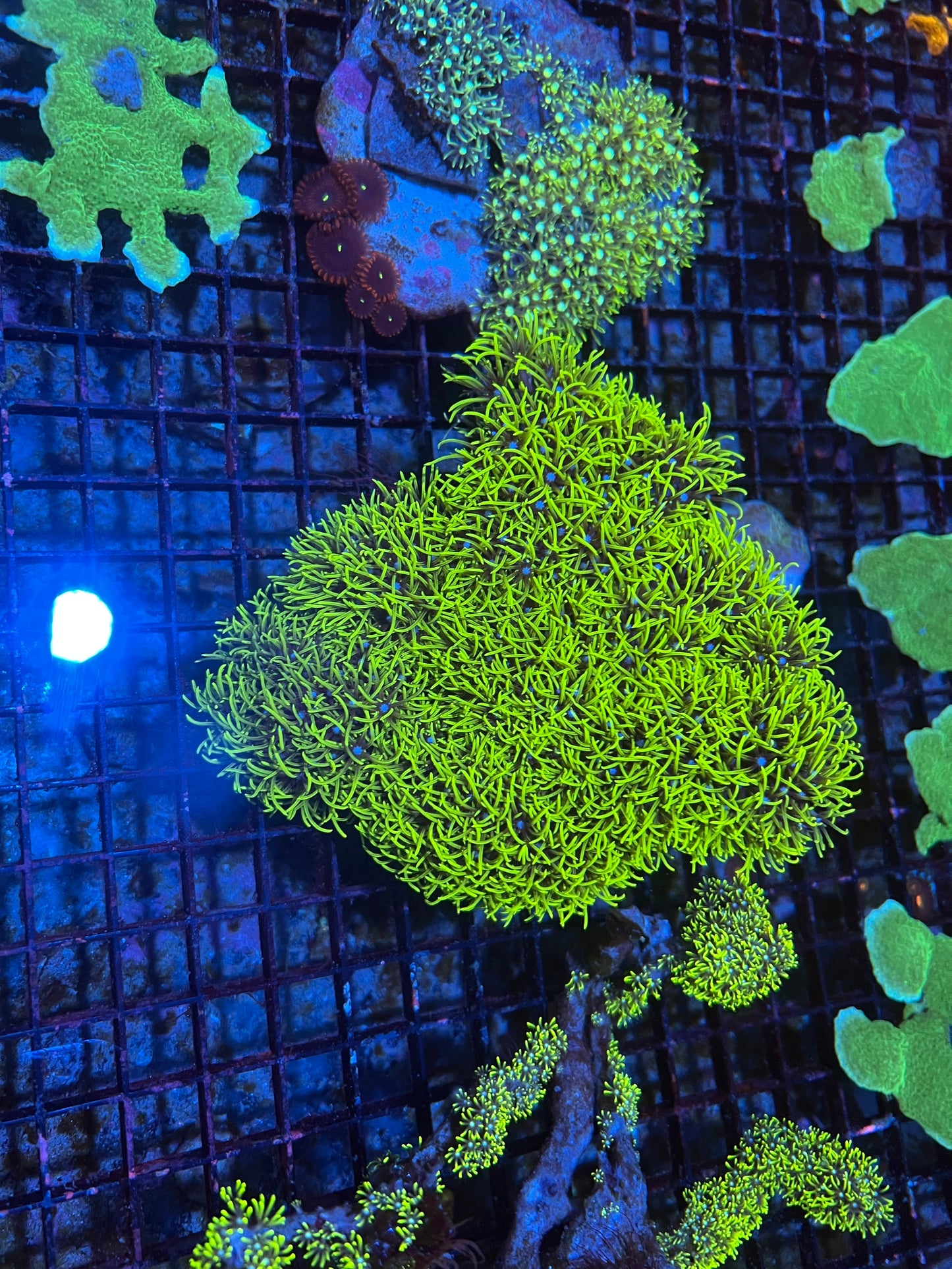 Large Green Star Polyps