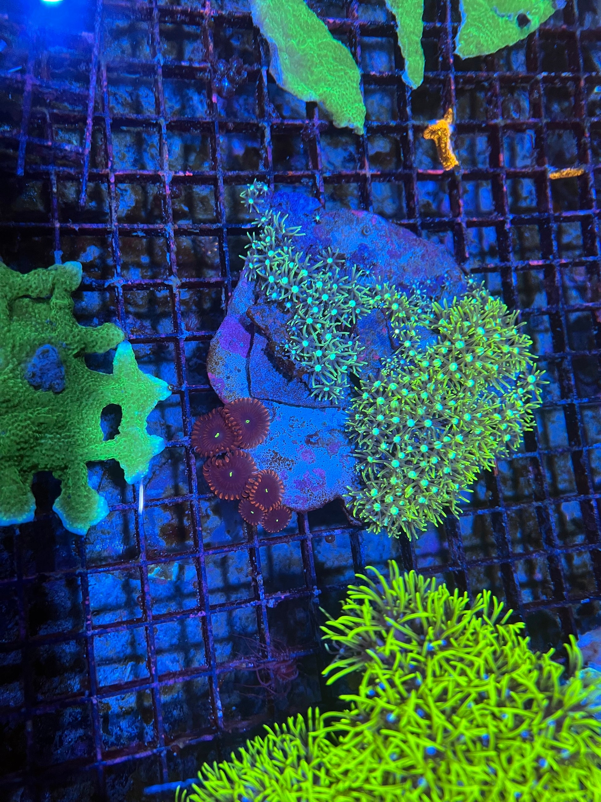 Large Green Star Polyps