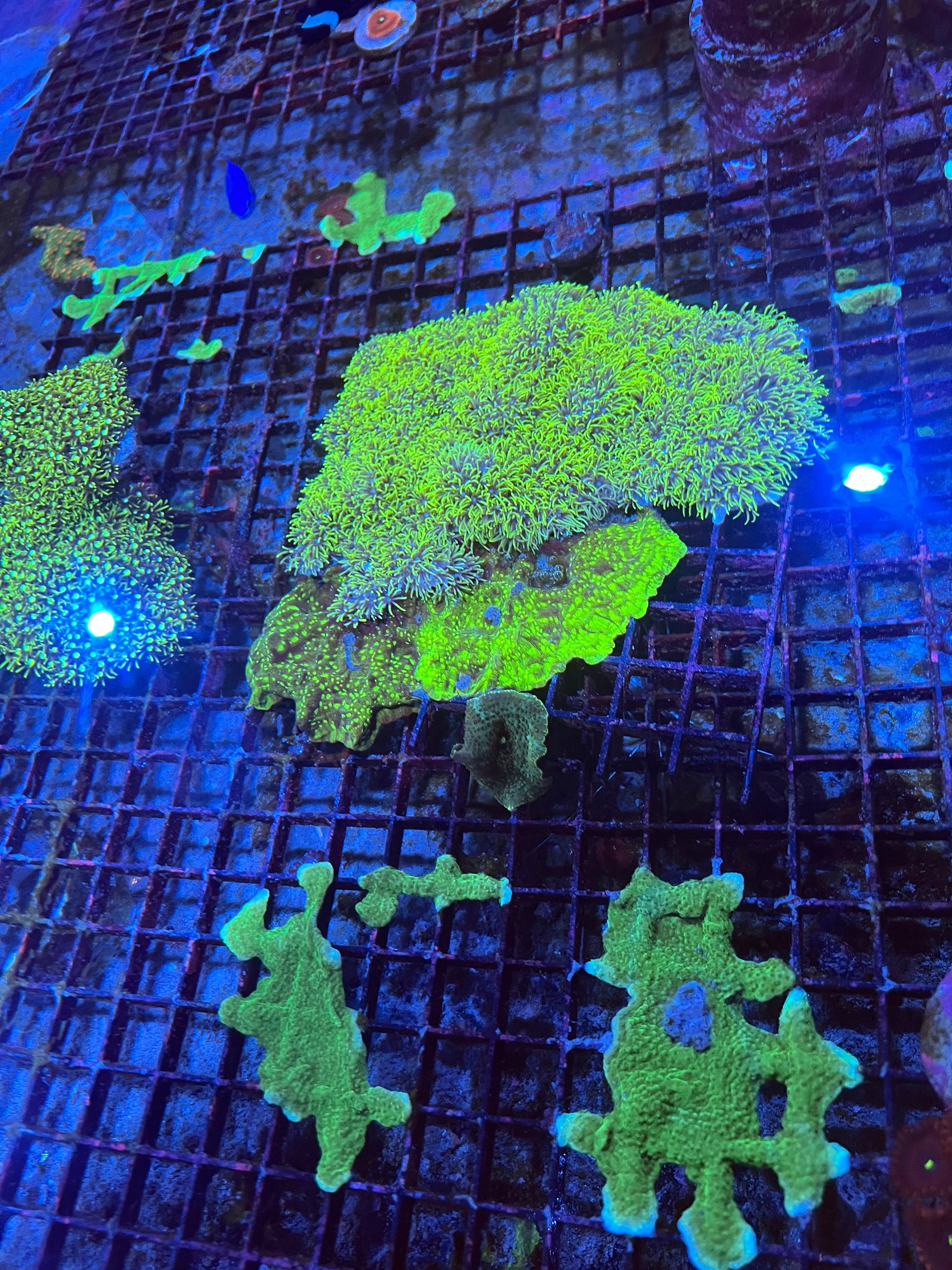 Large Green Star Polyps
