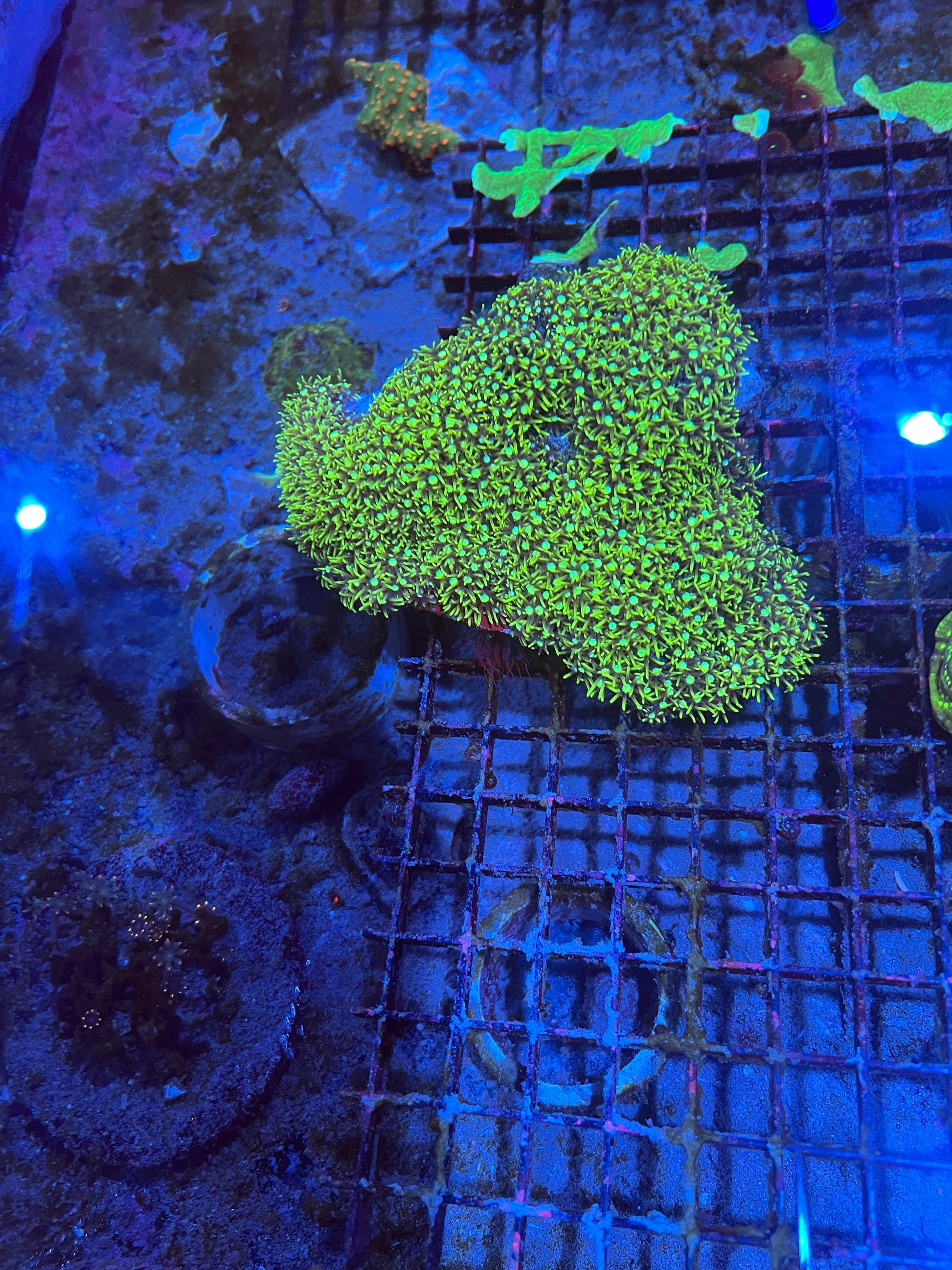 Large Green Star Polyps