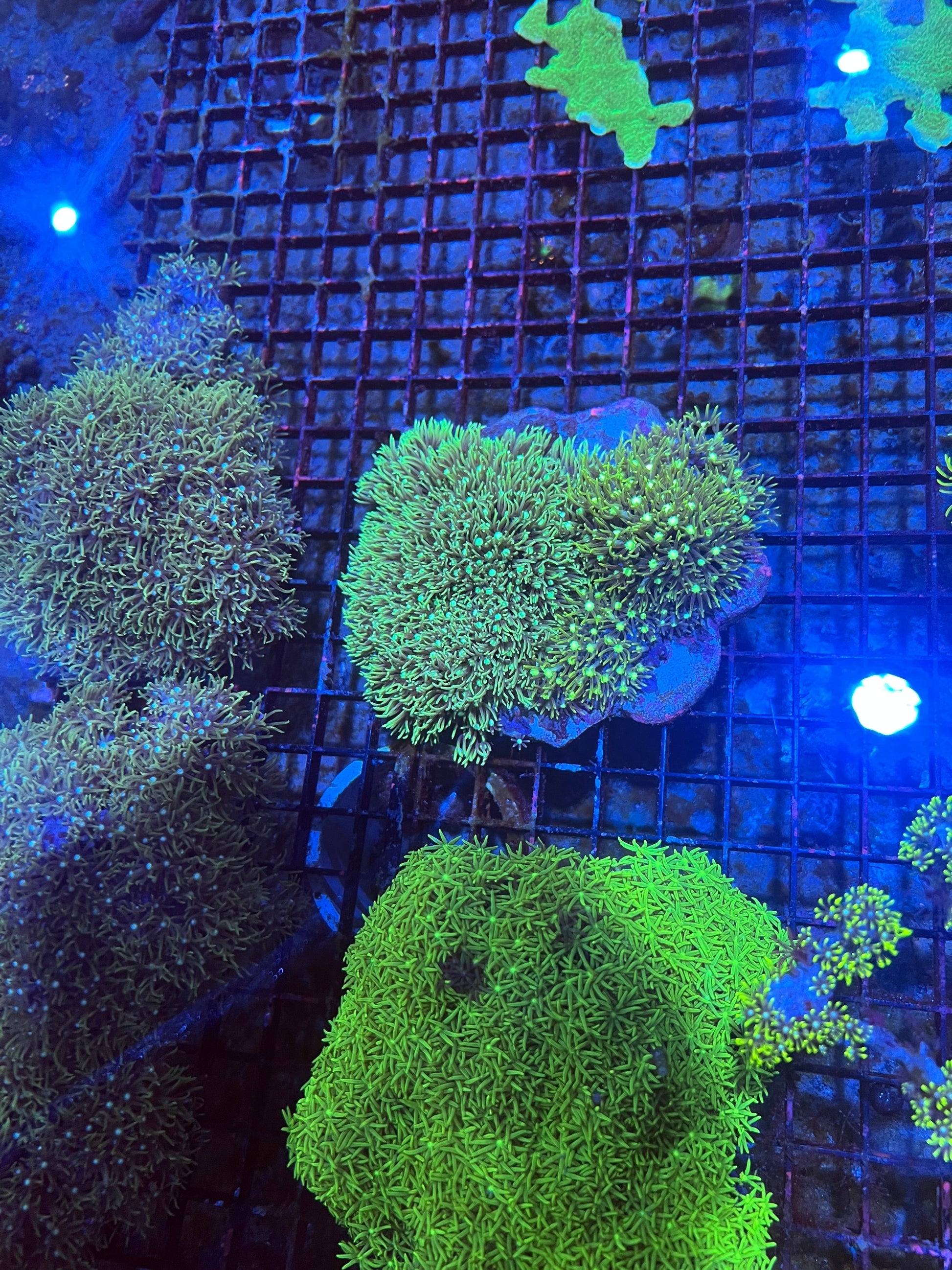 Large Green Star Polyps