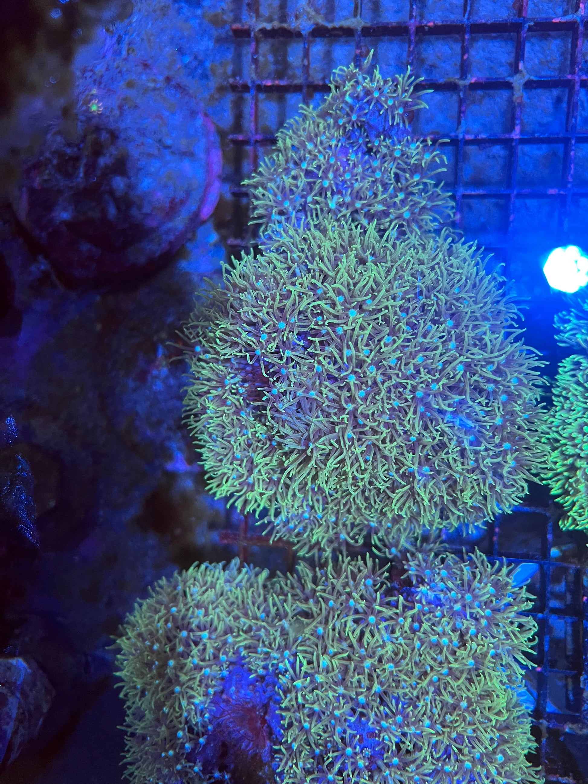 Large Green Star Polyps