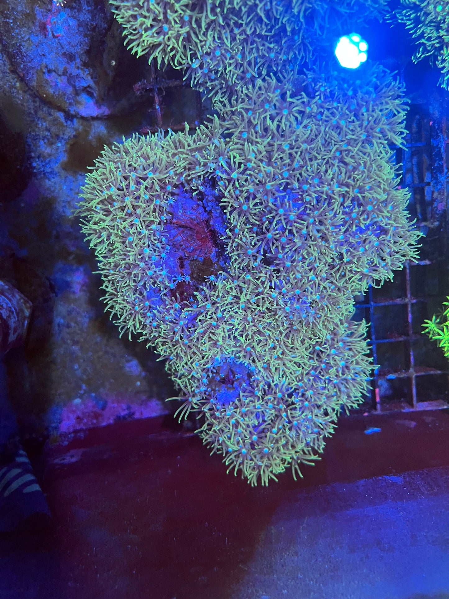 Large Green Star Polyps