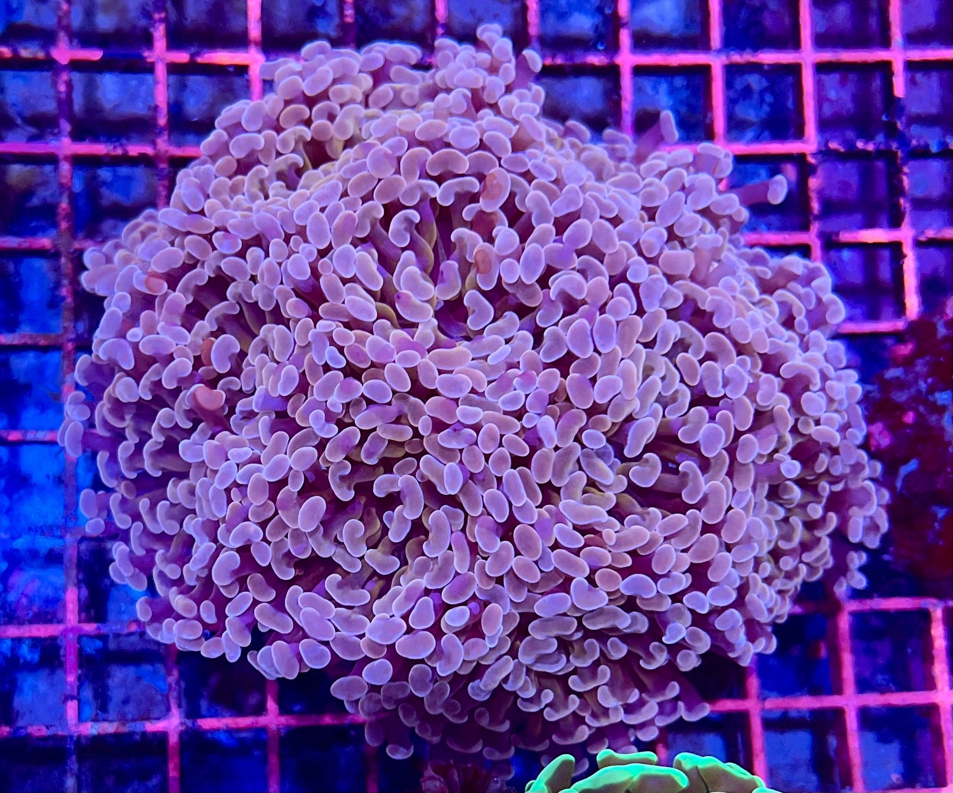 Ultra Gold Branching Colony Hammer