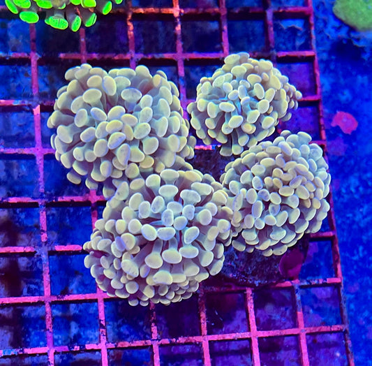 Ultra Gold Branching Colony Hammer