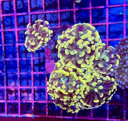 Ultra Gold Branching Colony Hammer