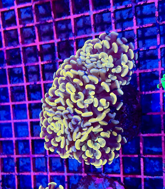 Ultra Gold Branching Colony Hammer